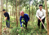 Hỗ trợ ngân sách nhà nước trong đầu tư bảo vệ và phát triển rừng